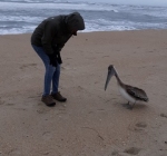 2022 - Gwen and Bob, the Brown Pelican
