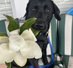 Magnolia - Niece Katie’s Black Lab pup
