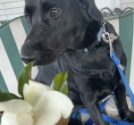 Magnolia - Niece Katie’s Black Lab pup