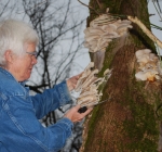 OysterMushrooms on the River (1)