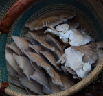 OysterMushrooms on the River